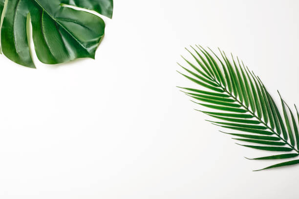 istock Summer composition. Tropical palm leaves on white background. Summer concept. Flat lay, top view, copy space. Stock Photo 1211447687