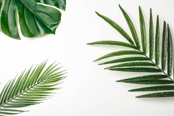 istock Summer composition. Tropical palm leaves on white background. Summer concept. Flat lay, top view, copy space. Stock Photo 1211447689
