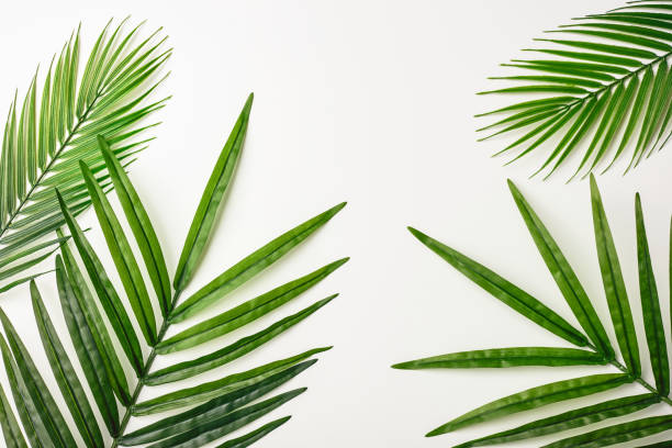 istock Summer composition. Tropical palm leaves on white background. Summer concept. Flat lay, top view, copy space. Stock Photo 1211448237