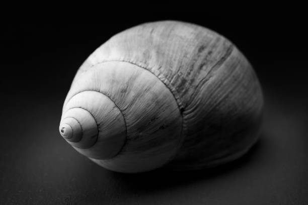 concha de mar en blanco y negro con luz oscura y malhumorada - remote shell snail isolated fotografías e imágenes de stock