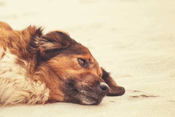 istock dog portrait in cold weather 1211450277