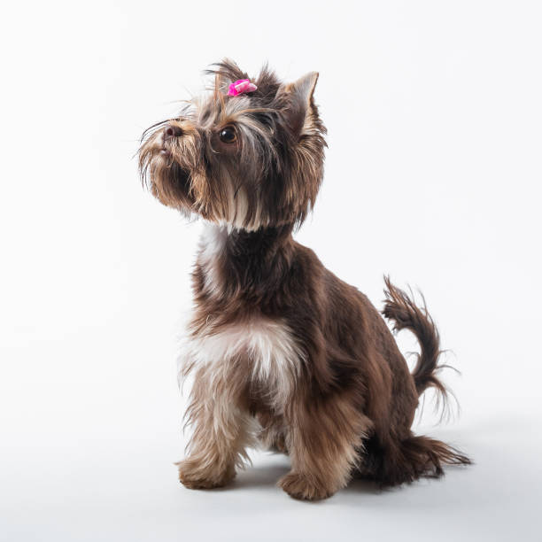 istock Cute dog with a pink bow on a white background. Yorkshire terrier 1211450881