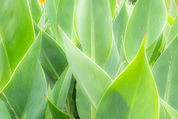istock Close up of Canna leaves 1211451327
