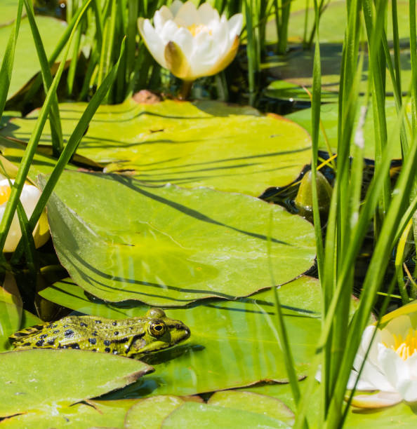 緑のカエルと水蓮 - frog lily pond water ストックフォトと画像