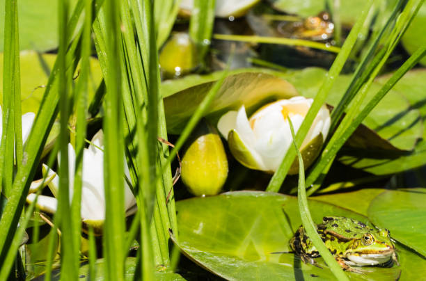 葉の上の緑のカエル - frog lily pond water ストックフォトと画像