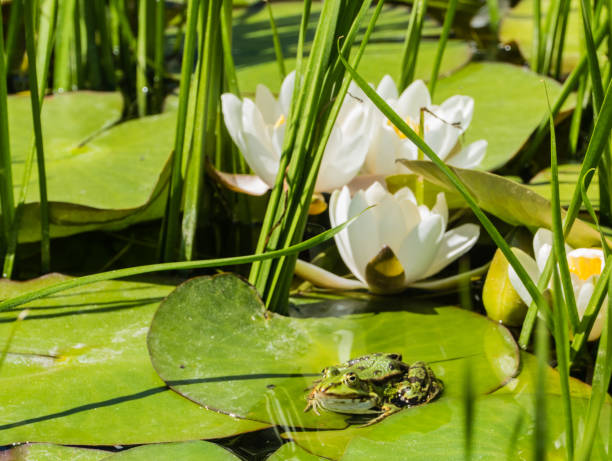 istock Green Frog on Leaves in Pond 1211452926