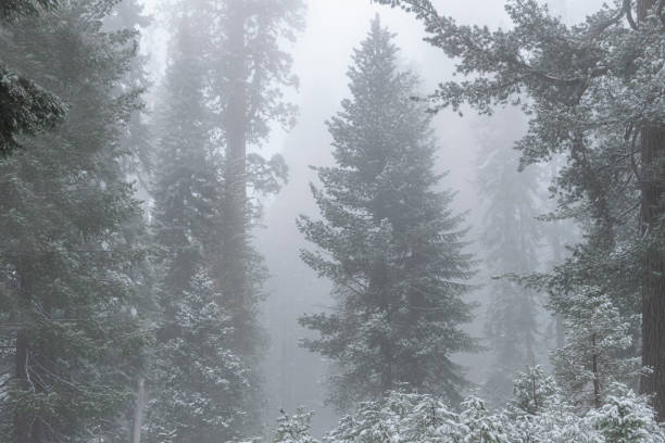 istock Sequoia National Park with fresh snowfall. 1211453666
