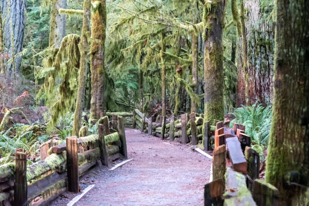 Path with Cedar Split Rail Fencing Winding Through Rain Forest Trees with Thick Hanging Mosses