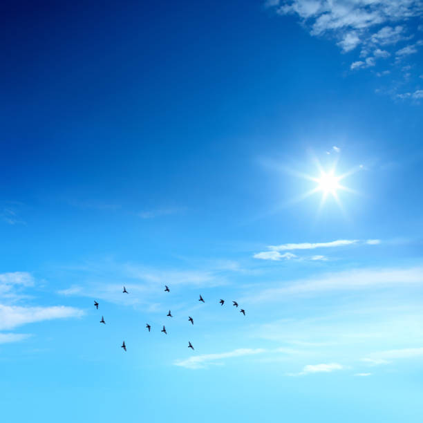 flying group of pigeons over clear blue sky with shinning sun