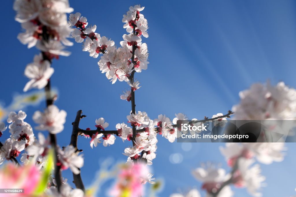 blooming tree branches in springtime close up flower covered tree branches over sunny blue sky in spring time Weather Stock Photo