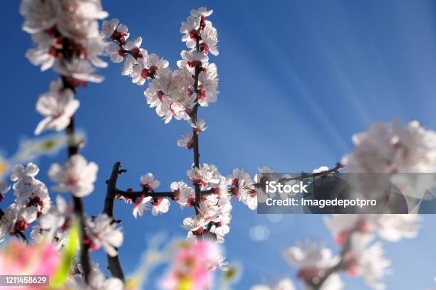 Blooming Tree Branches In Springtime Stock Photo - Download Image Now - Weather, Springtime, Sunny
