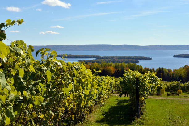 istock Nova Scotia landscape with grape vines. 1211463319