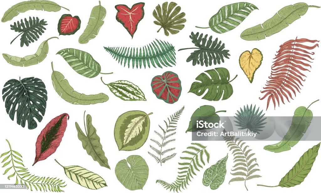 Ilustración de Conjunto De Hojas Tropicales Plantas De La Selva En Estilo Vintage Colección De Flores Y Elementos Exóticos Dibujo Grabado A Mano Boceto Monocromo Vector Fondo Banner Cartel Fondo De Pantalla Ilustración de Conjunto De Hojas Tropicales Plantas De La Selva En Estilo Vintage Colección De Flores Y Elementos Exóticos Dibujo Grabado A Mano Boceto Monocromo Vector Fondo Banner Cartel Fondo De Pantalla