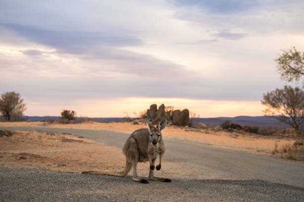 känguru in der wüste - kangaroo outback australia sunset stock-fotos und bilder