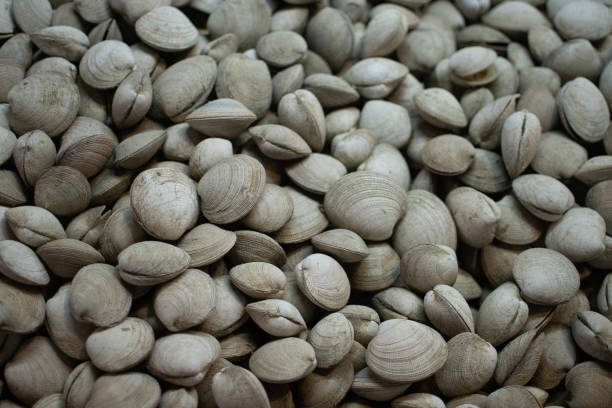 istock Chilean Clam - Ameghinomya antiqua 1211463791