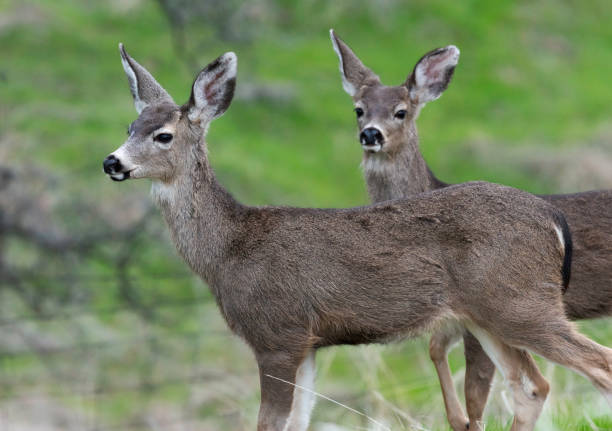 istock Almost Adult Deer 1211467219
