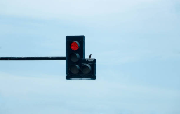 istock Bird sitting on Red traffic lights 1211467685