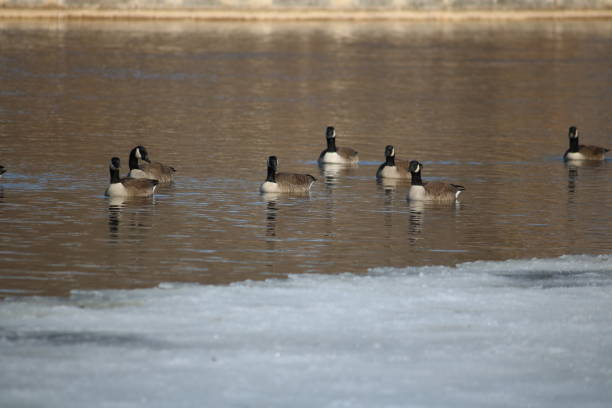 istock Canada Geese on Icy River 1211469489