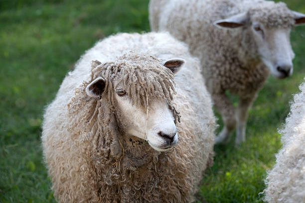 istock Leicester Longwool sheep in Williamsburg, Va. 121147102