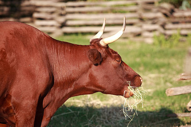 An animal's horns appearing behind a stack of hay