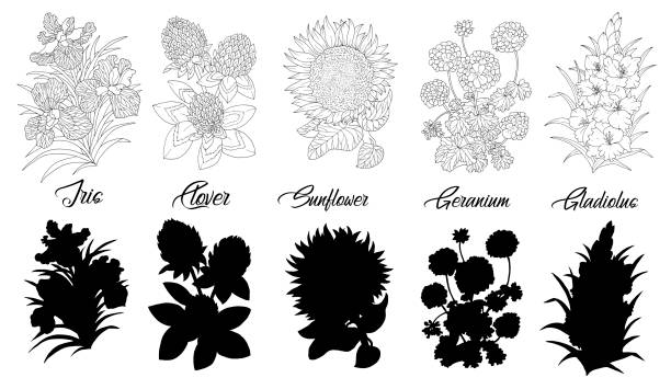 set von schwarzen und weißen umriss blumen - iris, klee, sonnenblume, geranie, gladiolen. - gladiolus flower iris design stock-grafiken, -clipart, -cartoons und -symbole