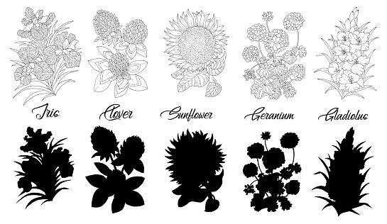 Set of black and white outline flowers - iris, clover, sunflower, geranium, gladiolus. Vector botanical illustration and silhouette, line art graphic drawing. See my full collection of flowers.