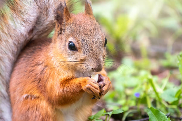 istock Close-up Portrait of Squirrel. Squirrel eats a nut while sitting in green grass. Eurasian red squirrel, Sciurus vulgaris 1211472064