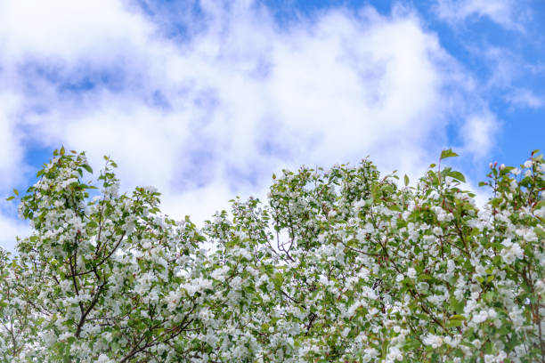 istock Apple tree branches with white flowers on a background of blue sky. 1211472604