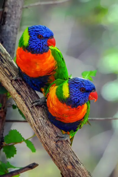 Photo of Two Rainbow Lorikeet perched in a tree
