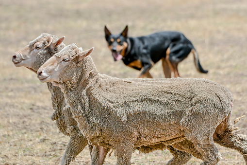 A pair of sheep being herded by a sheep dog