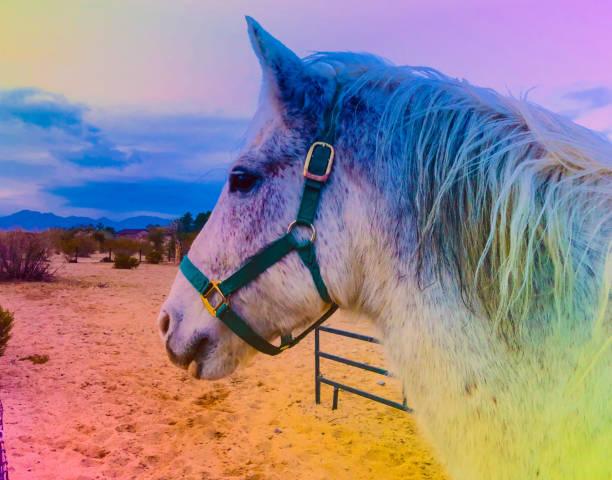 Magical colorful rainbow Horse