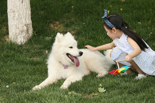 The little girl played with the dog on the grass