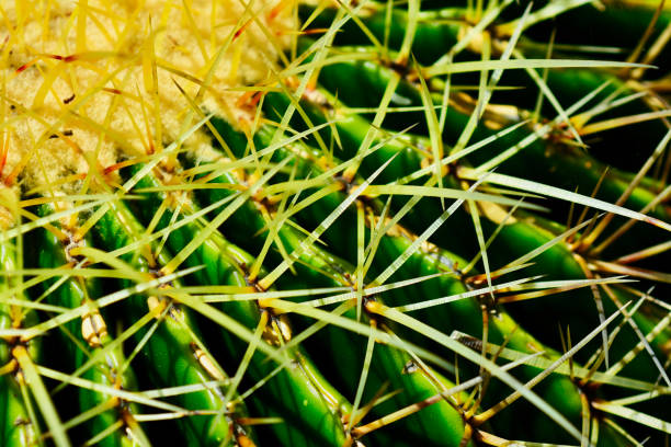 una foto de primer plano de una planta de cactus (familia cactaceae). enfoque selectivo, detalles finos del tallo sin hojas y espinoso. - cactus spine fotografías e imágenes de stock