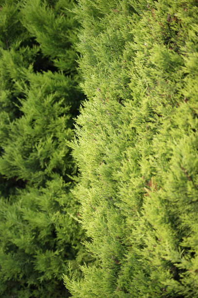 istock Incense cedar tree Calocedrus decurrens branch close up. Thuja cones branch pattern. Conifer seeds of cypress 1211474560