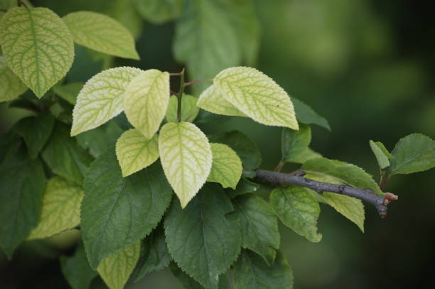 istock Tropical leaves foliage jungle plant bush nature backdrop 1211476424