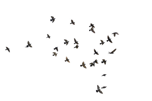 istock Flocks of flying pigeons isolated on white background. Save with clipping path. 1211476434
