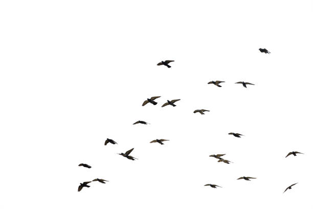 istock Flocks of flying pigeons isolated on white background. Save with clipping path. 1211476440