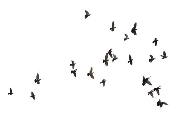 istock Flocks of flying pigeons isolated on white background. Save with clipping path. 1211476461