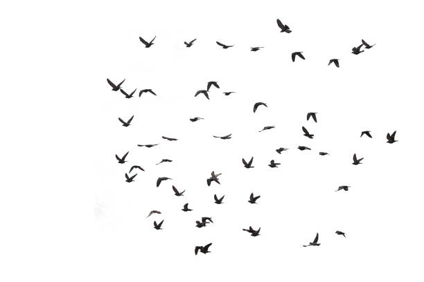 istock Flocks of flying pigeons isolated on white background. Save with clipping path. 1211476482