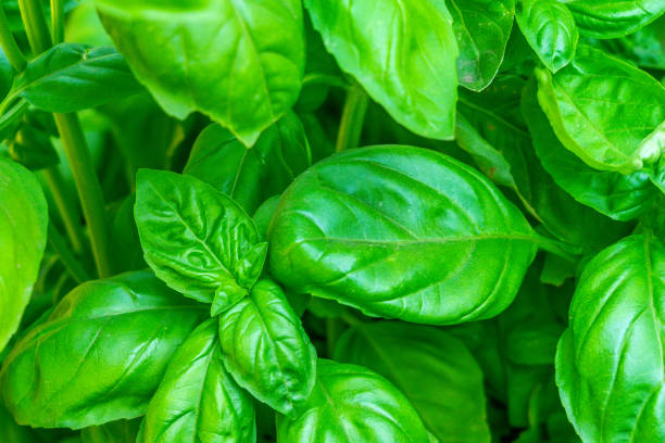 istock mint leaves close-up background, texture, growing mint plants 1211477839