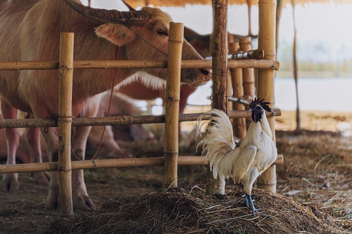 Chicken and buffalo at Organic agriculture animal farm Located in the countryside of Thailand.Concept of self-reliant agriculture.Vintage tone.