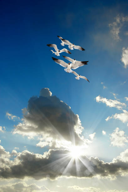 istock flying flock of seagulls over sunny sky 1211482345