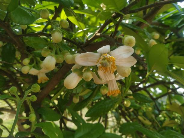 istock Lime flower white blooming on Lime tree natural green leaf.Background 1211484471