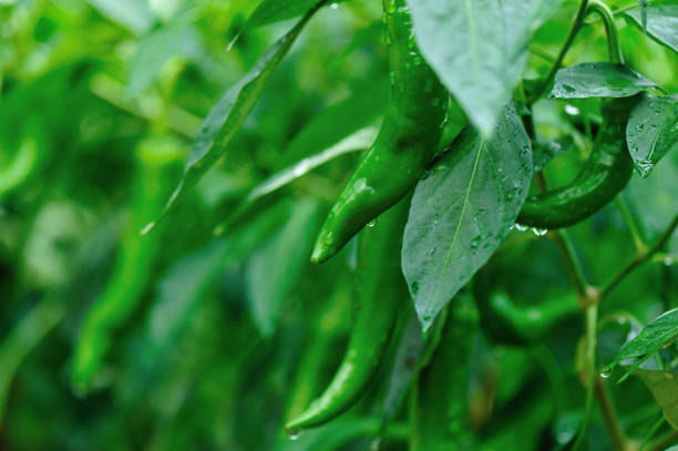 Green pepper plants in growth at vegetable garden