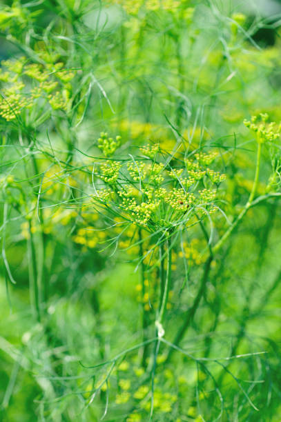 istock Fennel (Foeniculum vulgare) in growth at garden 1211485478