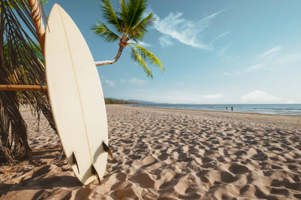 surfbrett und palme am strandhintergrund. - surfboard stock-fotos und bilder