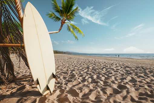 Tabla de surf y palmera sobre fondo de playa. photo