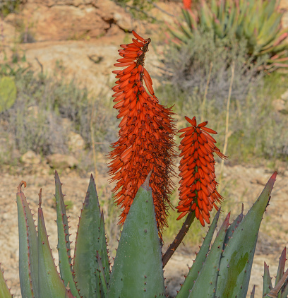 Aloe Brunnthaleri, Juttae, Microstigma is a Floriferous Aloe with cheerful flowers blooming at Boyce Thompson Arboretum, Superior, Arizona USA
