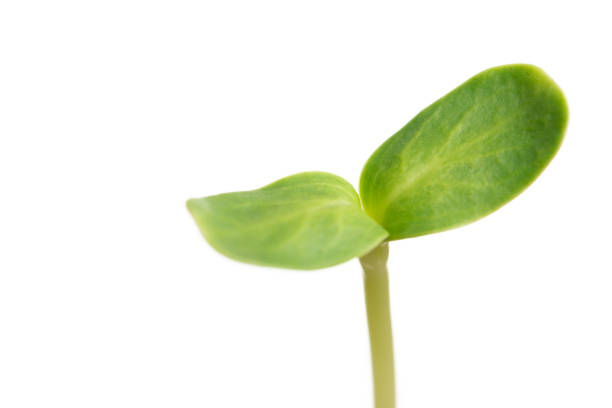 istock Sunflower sprout close-up isolated on white 1211489982