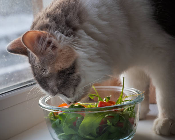 어린 푹신한 고양이가 토마토와 아루굴라를 곁들인 샐러드를 유리 샐러드 그릇과 함께 맛보고 있습니다. - morning tomato lettuce vegetable 뉴스 사진 이미지